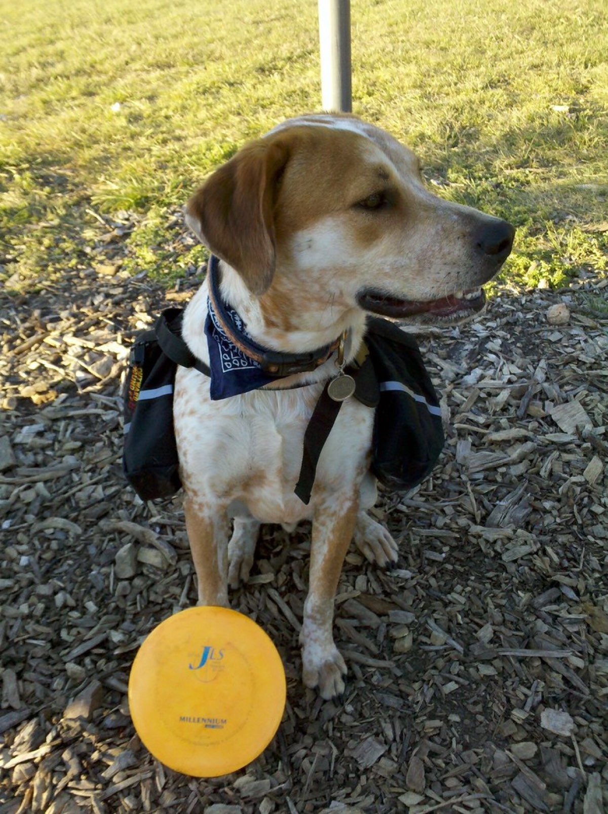 A dog wearing saddlebags sits beside a yellow golf disc and a basket pole on the wood-chip tee area of the Mary Moore Searight disc golf course